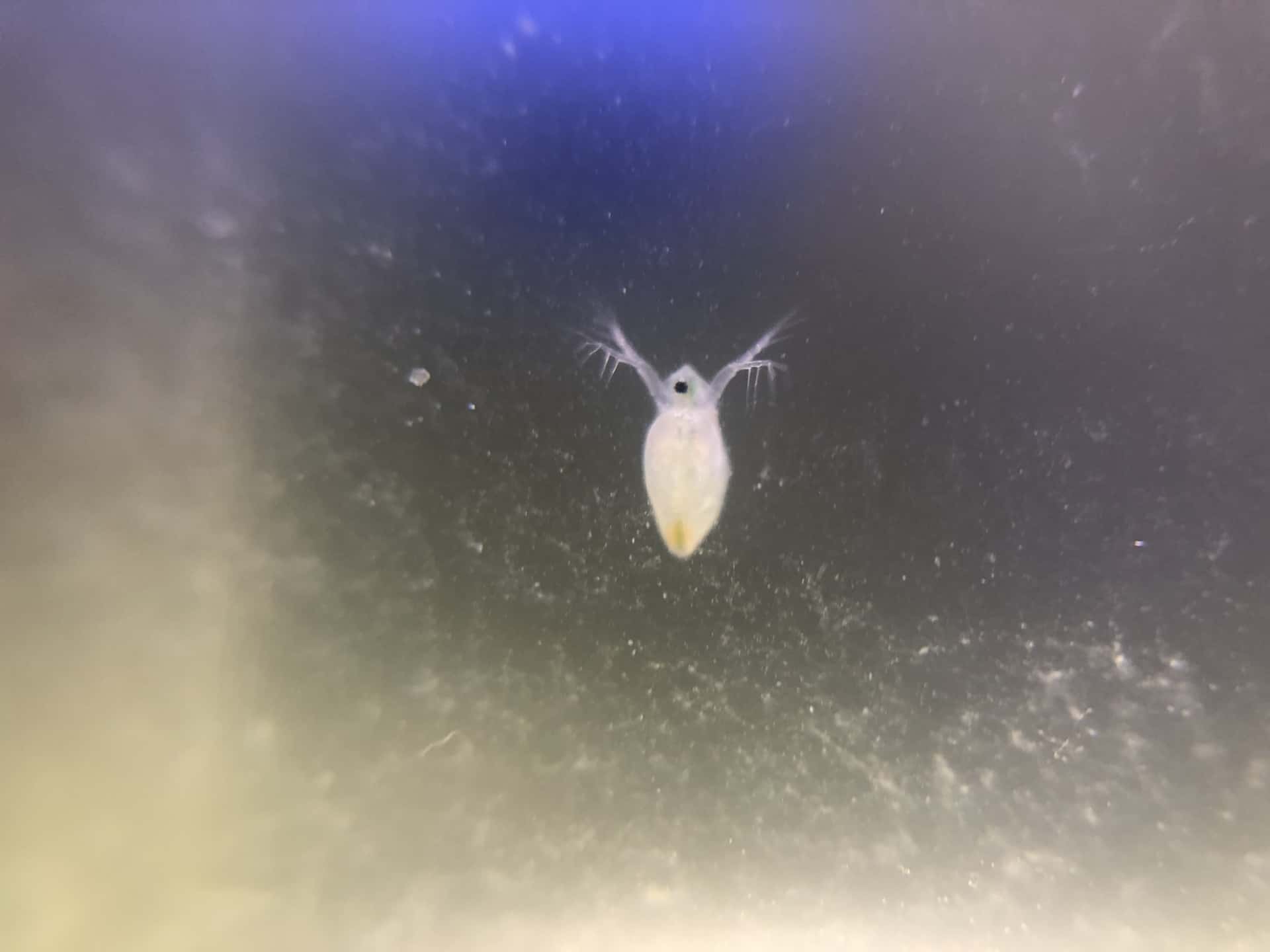 コップの中の微生物を観察する