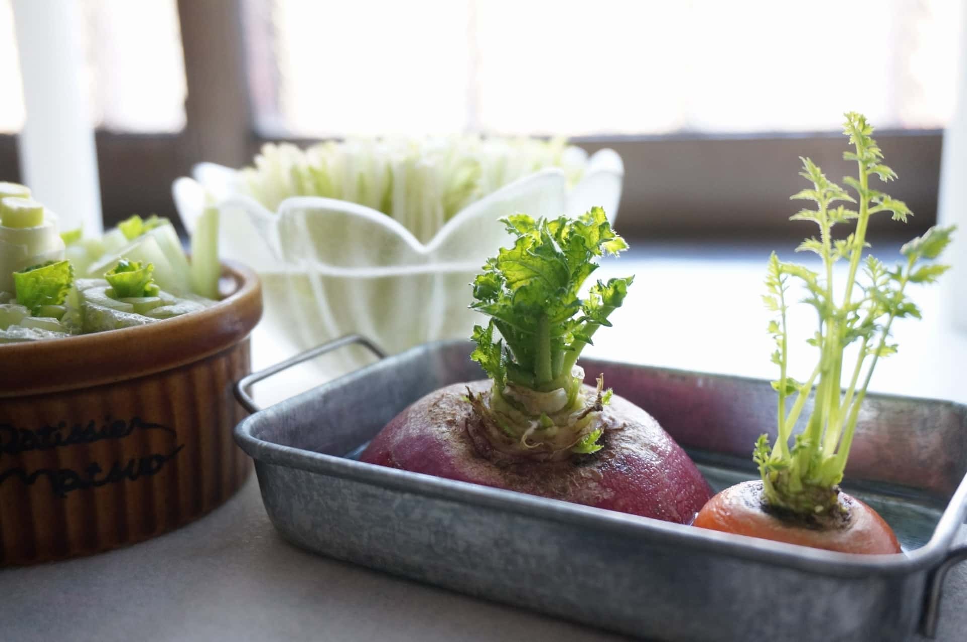野菜の切れ端から再生栽培（リボベジ）の観察