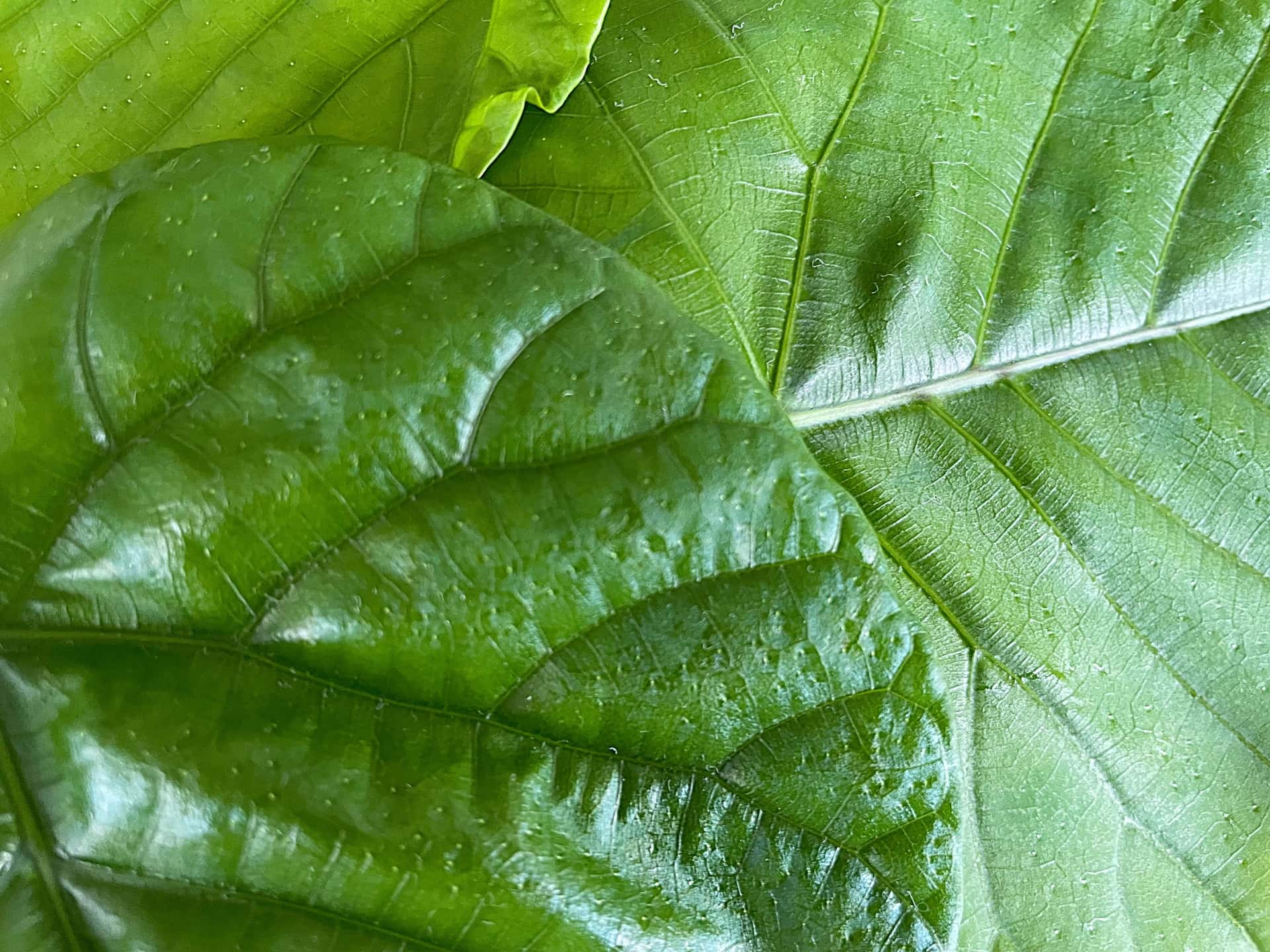植物の葉の気孔を観察する